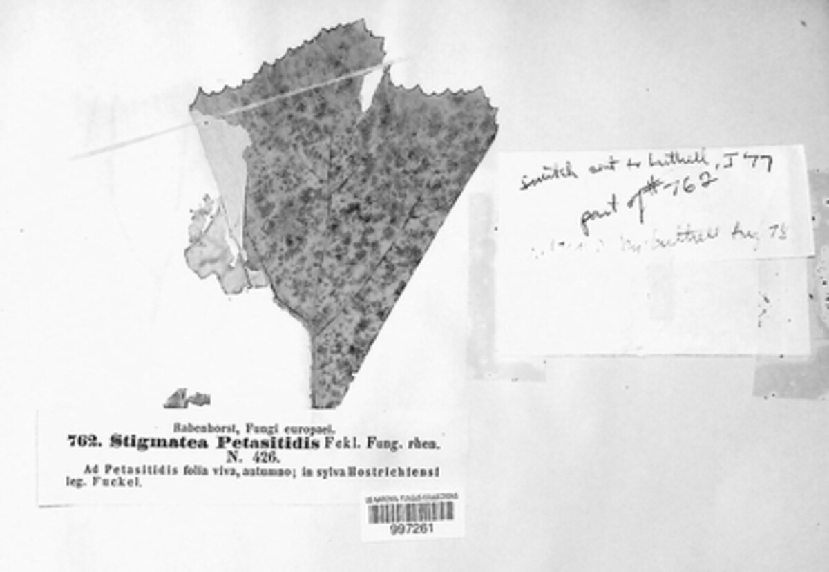 Epipolaeum petasitis image